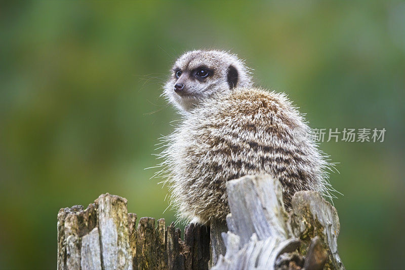 猫鼬 (Suricata suricatta)